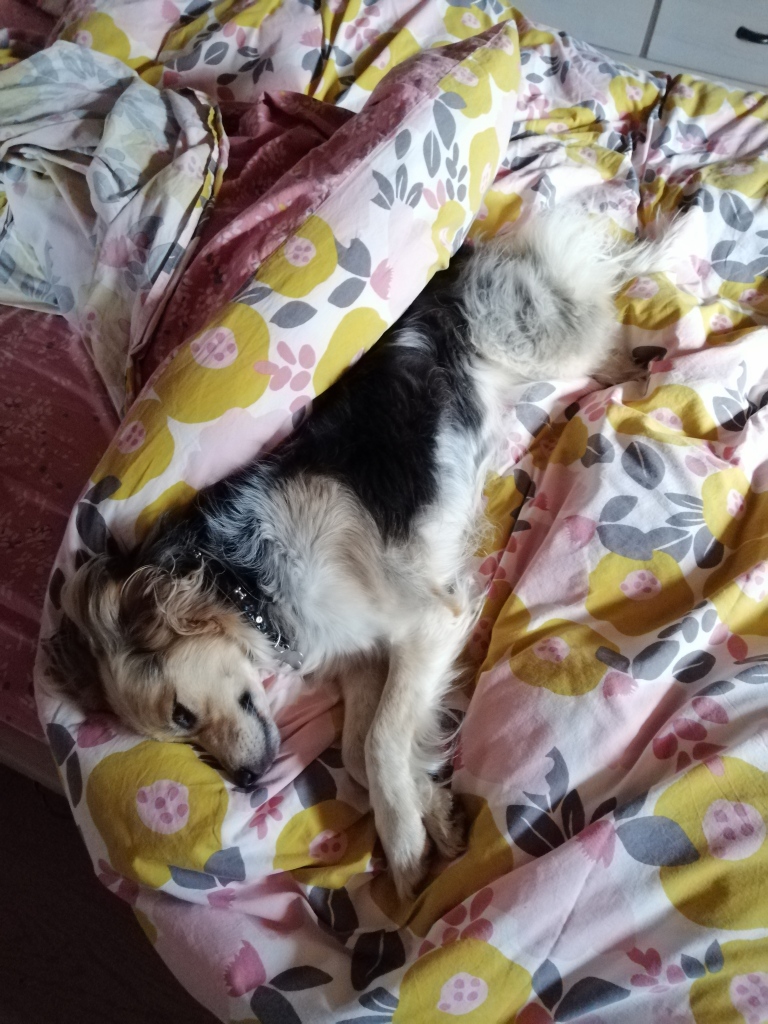 chien couché après soins médicament
